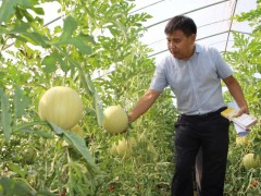 微信群里也能种好菜！” ——农大教授马长生朋友圈教农民疫期种菜