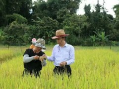 王桂林：生态有机水稻生产全流程
