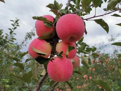 “黄土高原”有机苹果图6