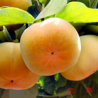 云南昆明石林甜柿