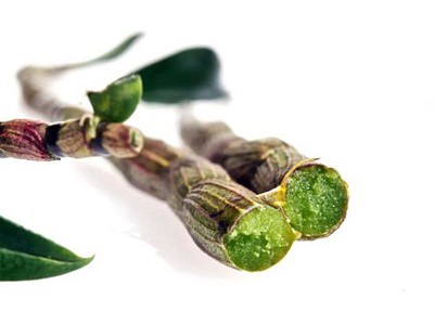 宝润山有机铁皮石斛鲜条图2