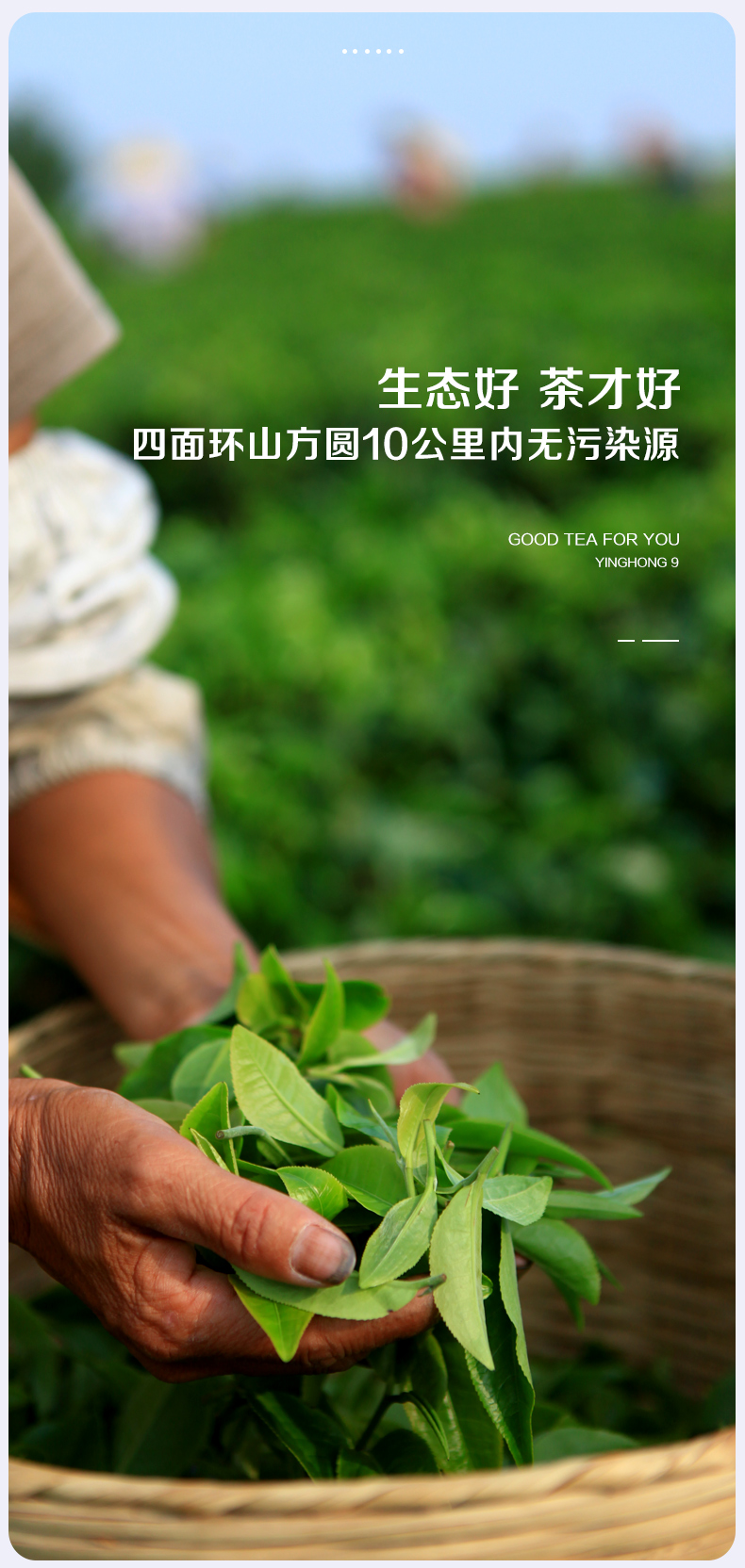 红韵新详情_04.jpg