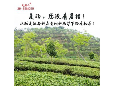 光照人 有机韵香铁观音225g图2
