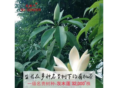 光照人 有机韵香铁观音225g图3