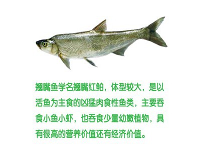 南都湖 有机生态翘嘴鱼鲌鱼去鳞500g图4