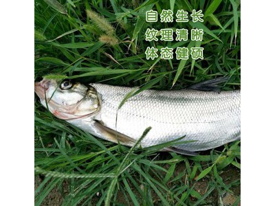 南都湖 有机生态翘嘴鱼鲌鱼去鳞500g图3