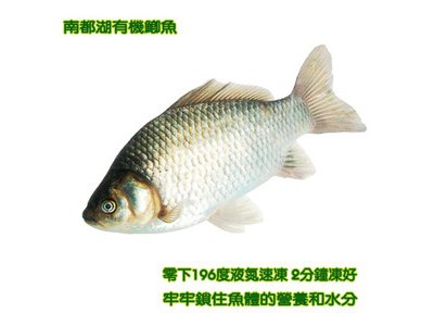 南都湖 有机鲫鱼图4