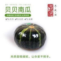 五蔬园 有机贝贝南瓜