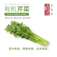 五蔬园 有机芹菜