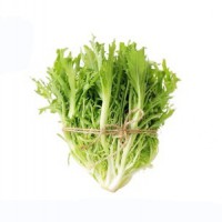 旭耕 有机苦菊350g