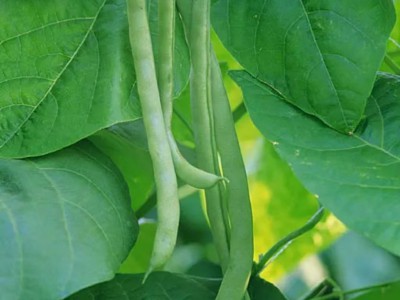 求购大量有机四季豆图1