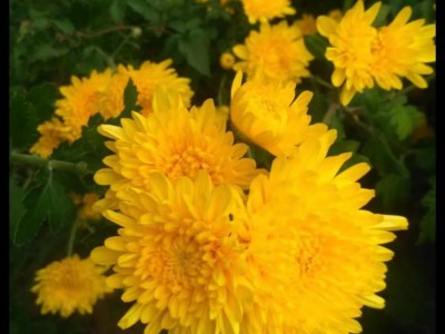 求购大量中药材菊花图1