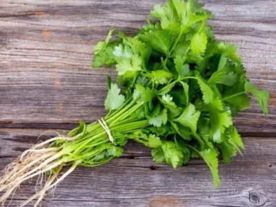 求购大量有机香菜图1