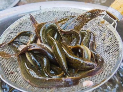 求购大量泥鳅图1