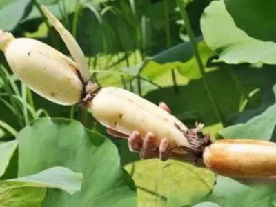 求购大量有机莲藕图1