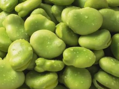 求购大量有机蚕豆图1