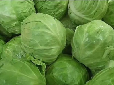 求购大量有机包菜图1
