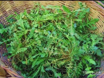 求购大量有机中药材荠菜图1