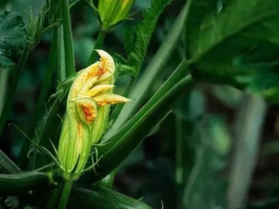 求购大量有机南瓜花图1