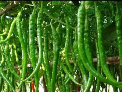 求购大量有机蔬菜辣椒图1
