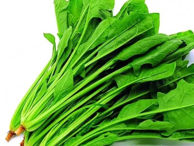 求购大量有机菠菜图1
