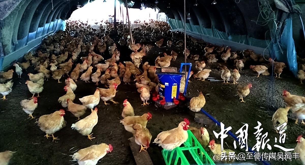 生物育种技术常用技术_有机生物技术_分子生物学技术对生物进行改造