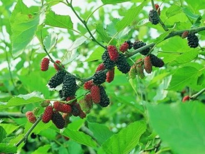 求购大量有机水果桑葚图1