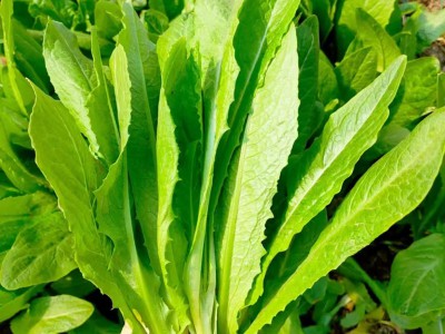 求购大量有机油麦菜图1