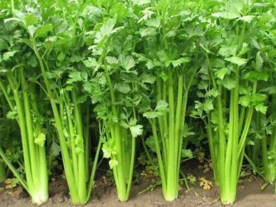 求购大量有机芹菜图1